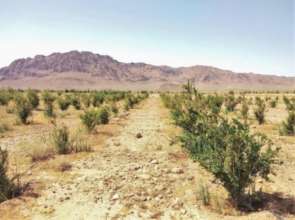 Young fruit trees growing in the Atlas Mountains