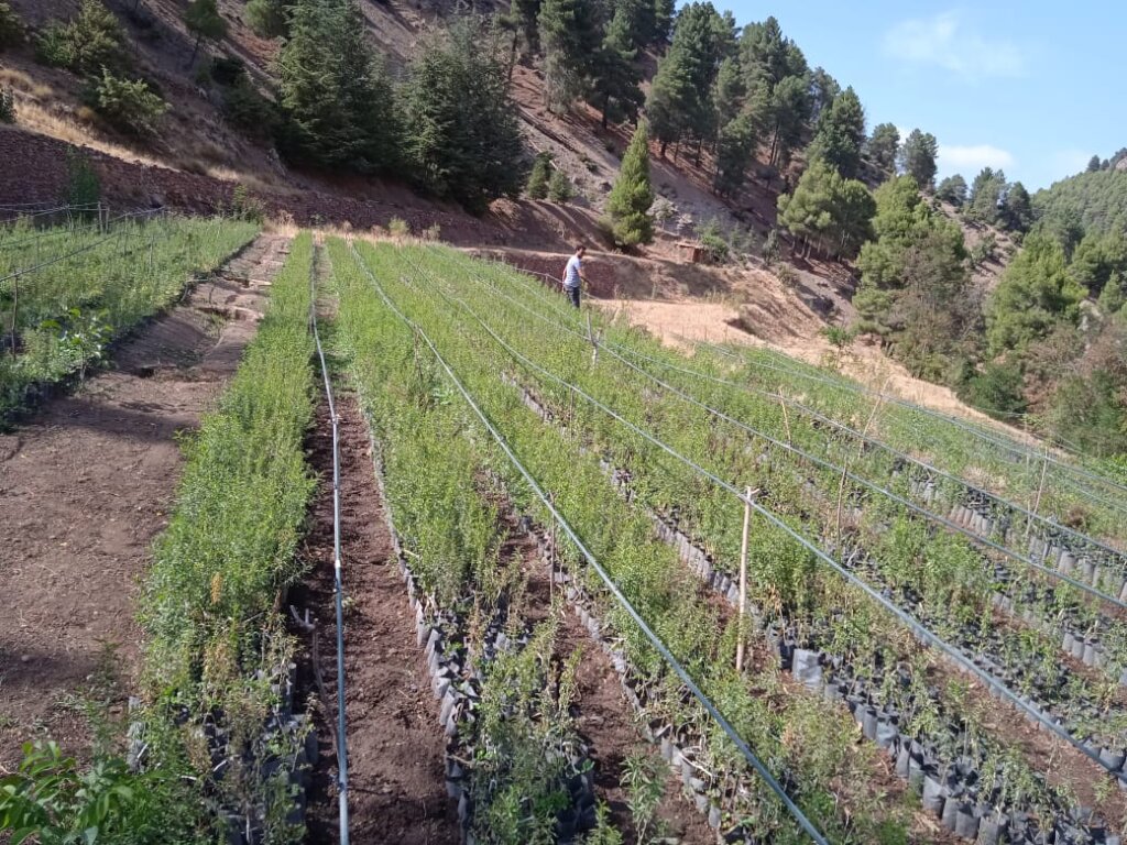 Grow Trees and Offset Carbon with African Farmers