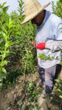 HAF trees are grown in community-managed nurseries