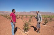 Plant Trees to Empower Farming Families in Morocco