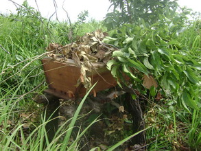 A new hive in the garden behind school