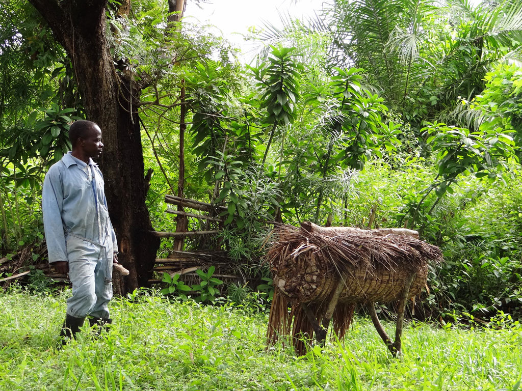 Kubunina, an apiary for a Congolese school