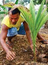 Replanting coconut trees in work project, Leyte