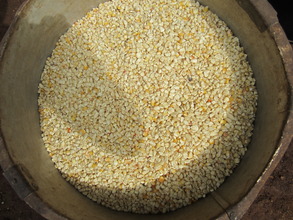 Maize