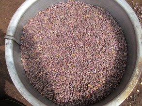 Beans