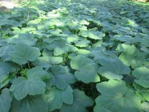 Vegetable seed production