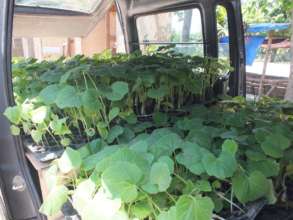 Vegetable seedling delivery