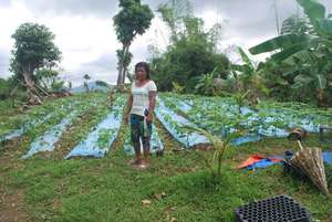 Producing vegetable seeds