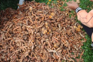 A harvest of turmeric