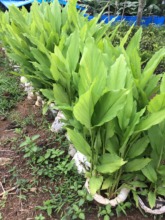 Turmeric backyard raising