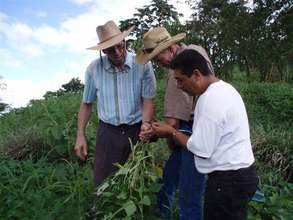 Mentoring plant health