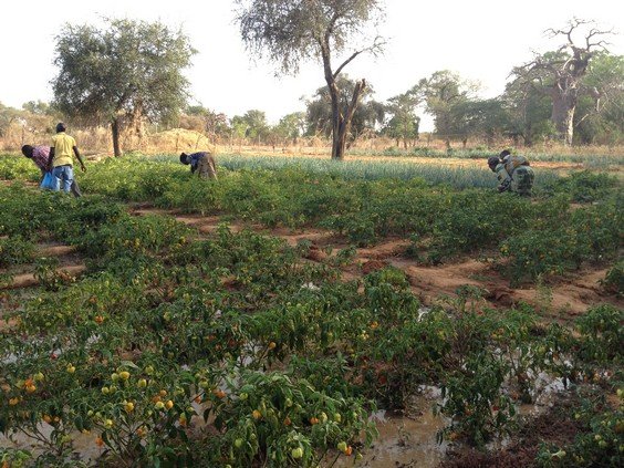 Burkina Faso: HIV AND FAMILY AGRICULTURE PROJECT