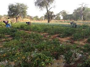 Burkina Faso: HIV AND FAMILY AGRICULTURE PROJECT