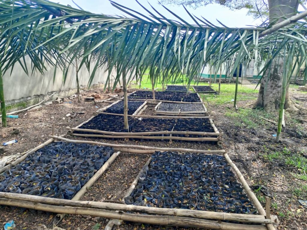 Christian's Seed Project in Cameroon