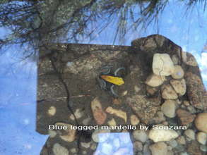 Blue legged Mantella