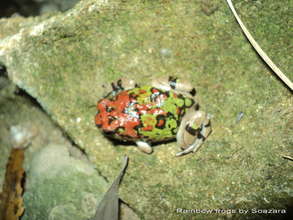 Rainbow frogs