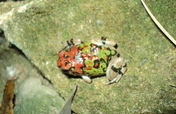 Save the Frogs event with Isalo people/Madagascar