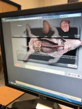Virtual Dissection Con't