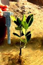 The ideal growth pattern for a mangrove seedling