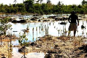 Area of Mangrove Reforestation in Brgy. Kaongkud