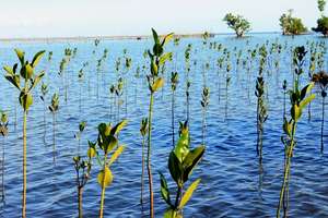 Area of Mangrove Reforestation in Brgy. Tuminjao