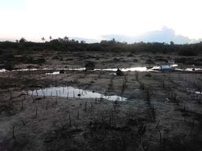 Newly planted mangrove propagules in Bantayan,Cebu