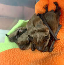 Bats