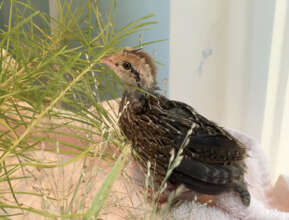 Baby Bobwhite Quail