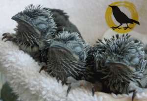 Chimney Swifts after double rescue.