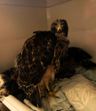 Red-shouldered Hawk fledgling