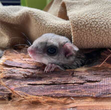 Flying Squirrel
