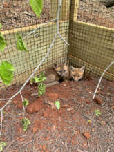Kits in Enclosure