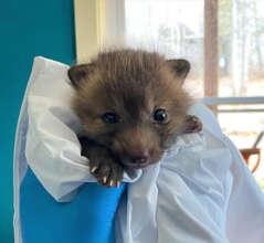 Baby Fox Kit
