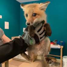 Fox kit about to be weighed