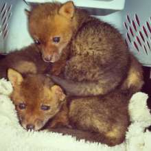 The orphaned foxes arrive at RWS.