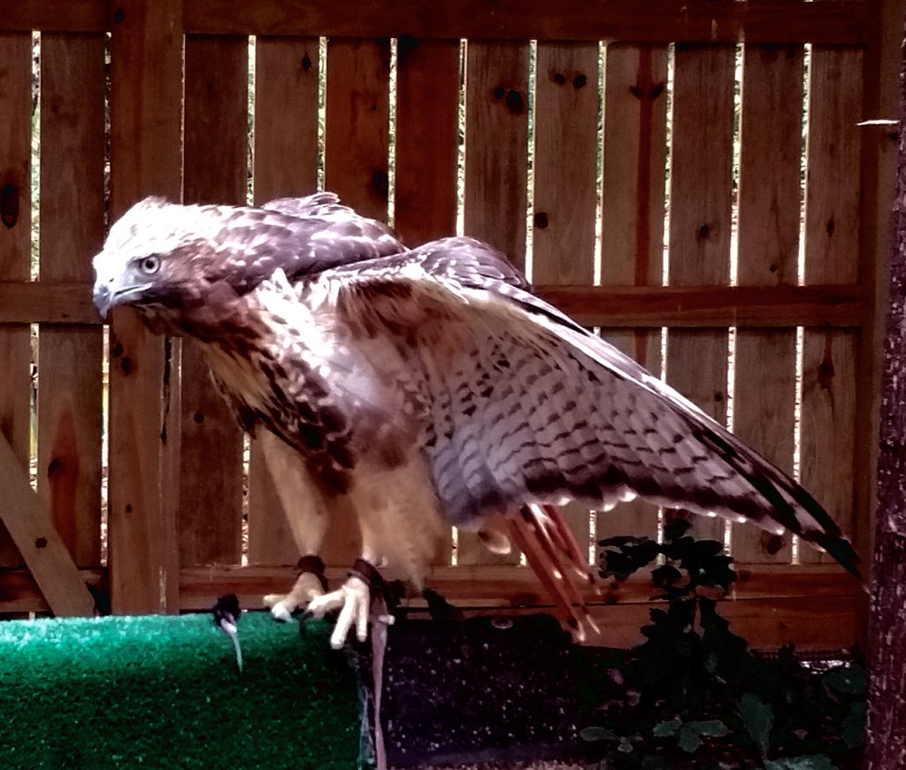 Jack, a one-eyed hawk, is now an education animal.
