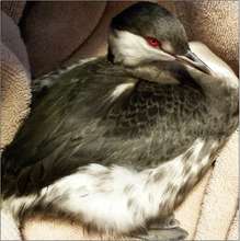 Horned Grebe showing characteristic red eye