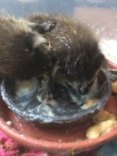 Raccoon Dinnertime