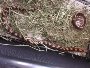 Hog-Nosed Snake