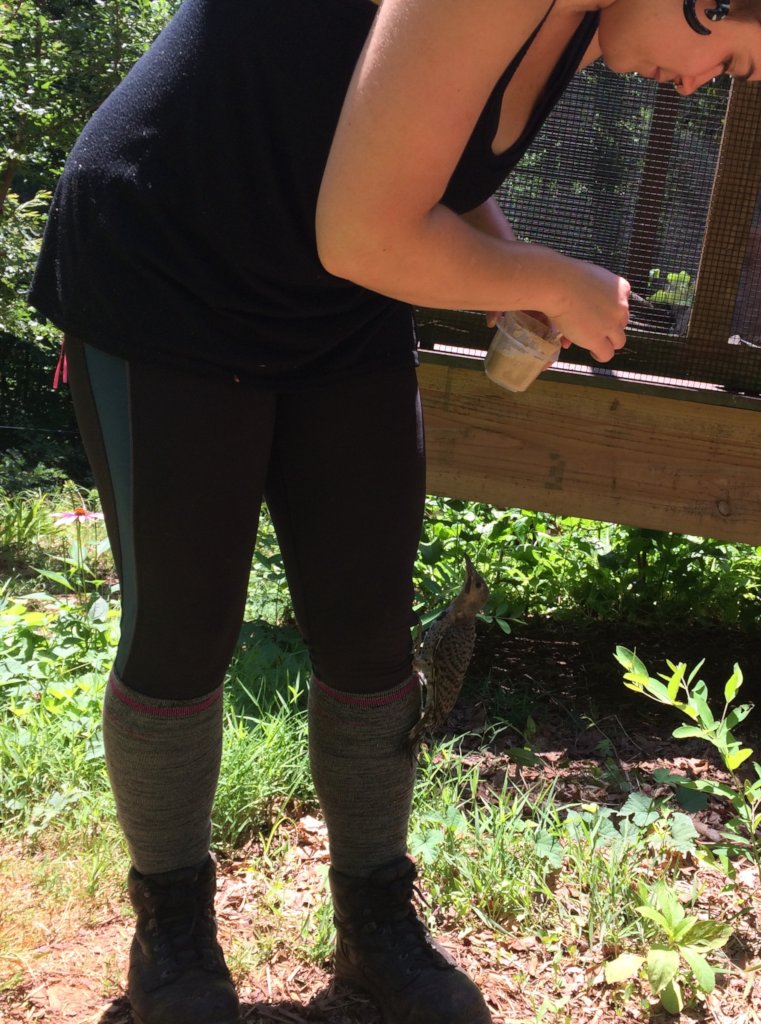Feeding a transitioning Flicker