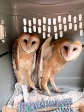 Owls at Release!