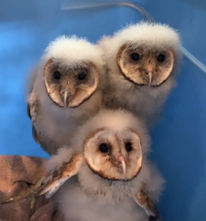 Barn Owlets