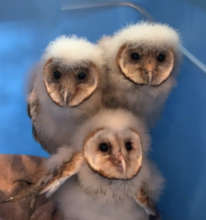 Barn Owlets