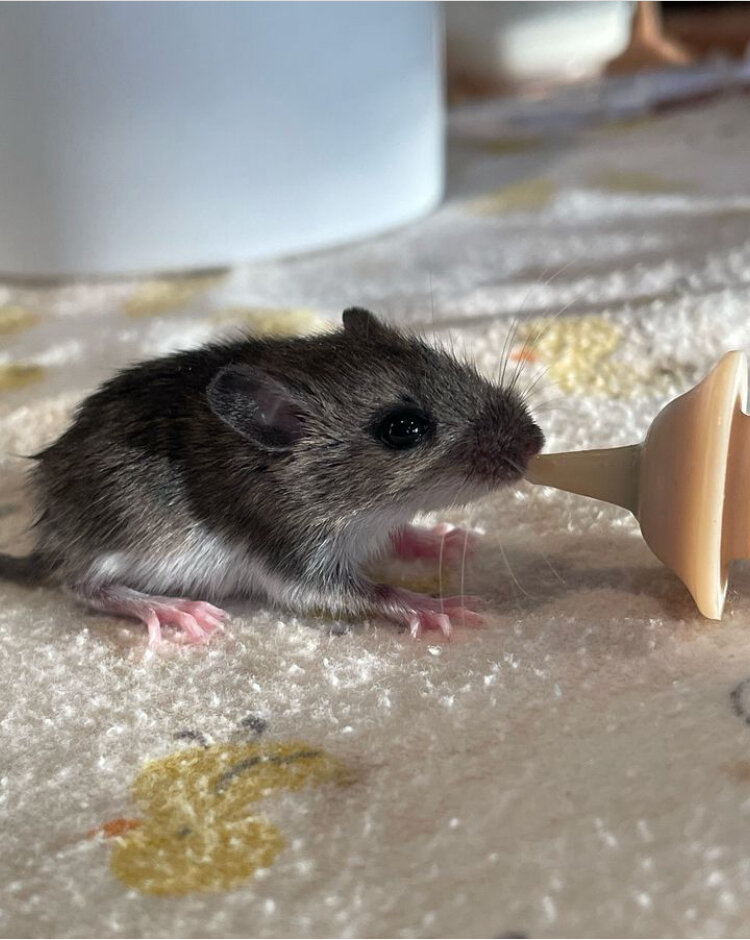 Formula feeding a mouse