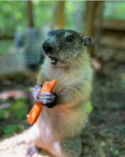 Groundhog w/carrot