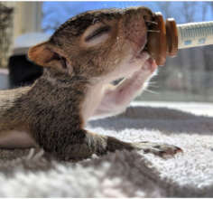 Formula feeding a squirrel