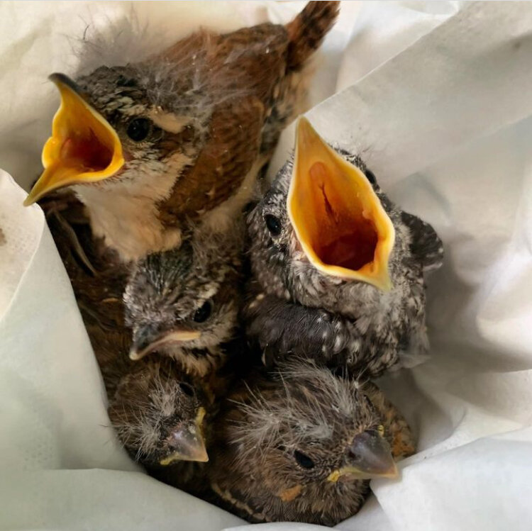Hungry Wrens