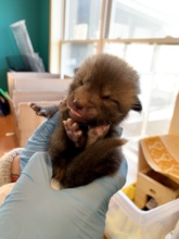 Baby Red Fox