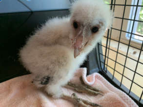Barn Owlet