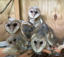 Owlets prior to release.